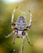 Barn Spider