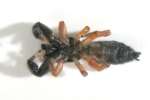 Metacyrba Jumping Spider