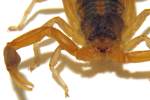 Striped Bark Scorpion