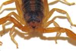 Striped Bark Scorpion