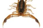 Striped Bark Scorpion