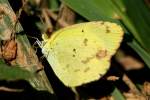 Little Yellow Butterfly