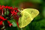 Cloudless Sulphur Butterfly