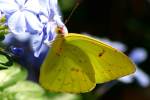 Cloudless Sulphur Butterfly