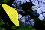 Cloudless Sulphur Butterfly