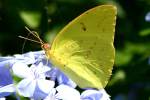 Cloudless Sulphur Butterfly