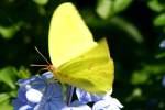 Cloudless Sulphur Butterfly