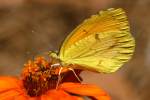 Sleepy Orange Butterfly