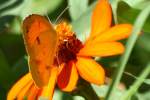 Sleepy Orange Butterfly