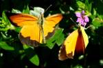 Sleepy Orange Butterfly