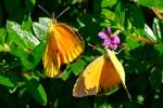 Sleepy Orange Butterfly
