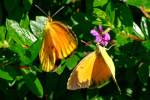 Sleepy Orange Butterfly