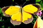 Sleepy Orange Butterfly