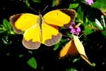 Sleepy Orange Butterfly