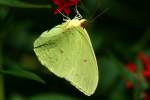 Cloudless Sulphur Butterfly