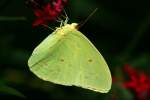 Cloudless Sulphur Butterfly