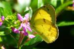 Little Yellow Butterfly