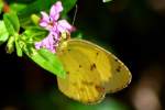 Little Yellow Butterfly