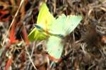 Cloudless Sulphur Butterfly