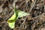 Cloudless Sulphur Butterfly