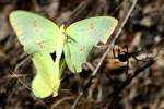 Cloudless Sulphur Butterfly