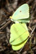 Cloudless Sulphur Butterfly