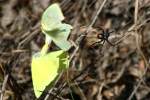 Cloudless Sulphur Butterfly