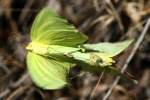 Cloudless Sulphur Butterfly