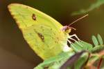 Cloudless Sulphur Butterfly