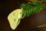 Cloudless Sulphur Butterfly