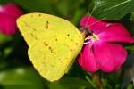 Cloudless Sulphur Butterfly