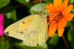 Orange Sulphur Butterfly