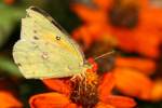 Orange Sulphur Butterfly