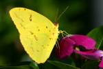 Cloudless Sulphur Butterfly