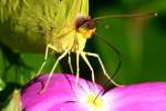 Cloudless Sulphur Butterfly