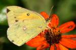 Orange Sulphur Butterfly