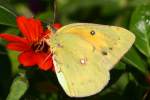 Orange Sulphur Butterfly