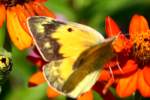 Orange Sulphur Butterfly