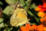 Orange Sulphur Butterfly