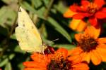 Orange Sulphur Butterfly