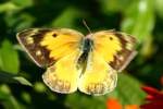 Orange Sulphur Butterfly