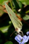 Cloudless Sulphur Butterfly