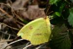 Cloudless Sulphur Butterfly