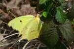 Cloudless Sulphur Butterfly