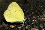 Little Yellow Butterfly