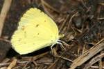 Little Yellow Butterfly