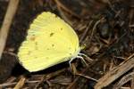 Little Yellow Butterfly