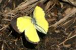 Little Yellow Butterfly