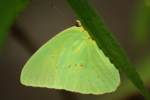 Cloudless Sulphur Butterfly