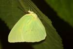 Cloudless Sulphur Butterfly